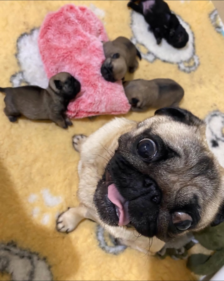 About Our Pug Breeding Program