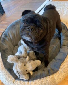 How to Build a Strong Bond With Your Pug
