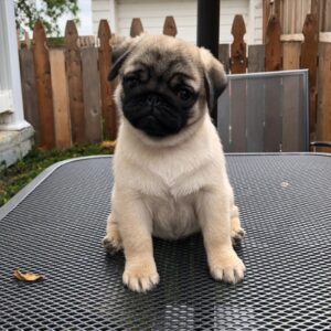 Pug Puppy Socialization