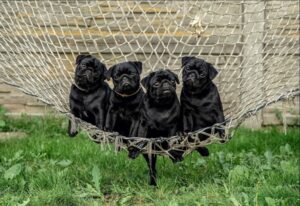Why Choose a Responsible Pug Breeder?