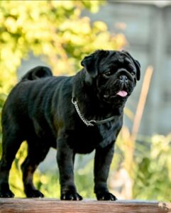 What to Look for in a Responsible Pug Breeder