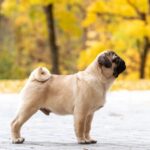 How Much Exercise Does a Pug Need?