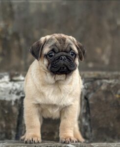 How to Prepare Your Home for a New Pug Puppy