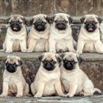 How to Choose the Right Pug Puppy for Your Family