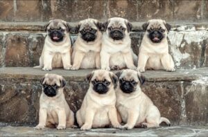 How to Choose the Right Pug Puppy for Your Family