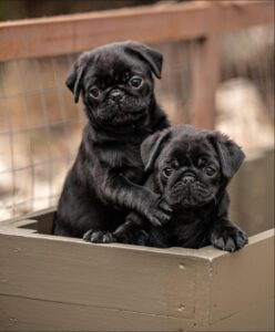 Male or Female Pug Puppy: What Should You Consider?
