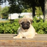 Pug Puppies for Sale