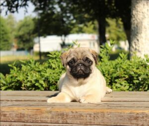 Pug Puppies for Sale