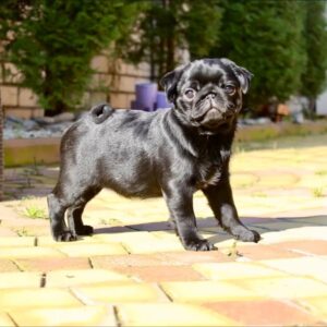 How to Find the Right Pug Puppy for Your Family