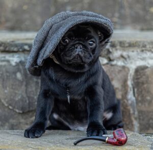 How Much Do Pug Puppies Cost in 2026?
