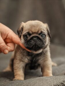 Looking for a Pug Puppy Near Me?